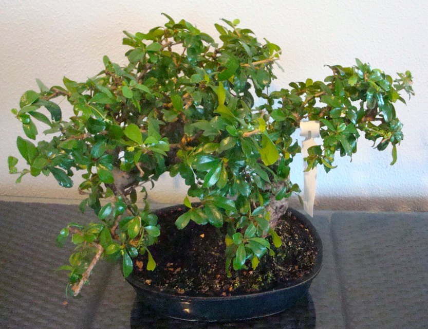 Bonsai_4d5bf81dd5070