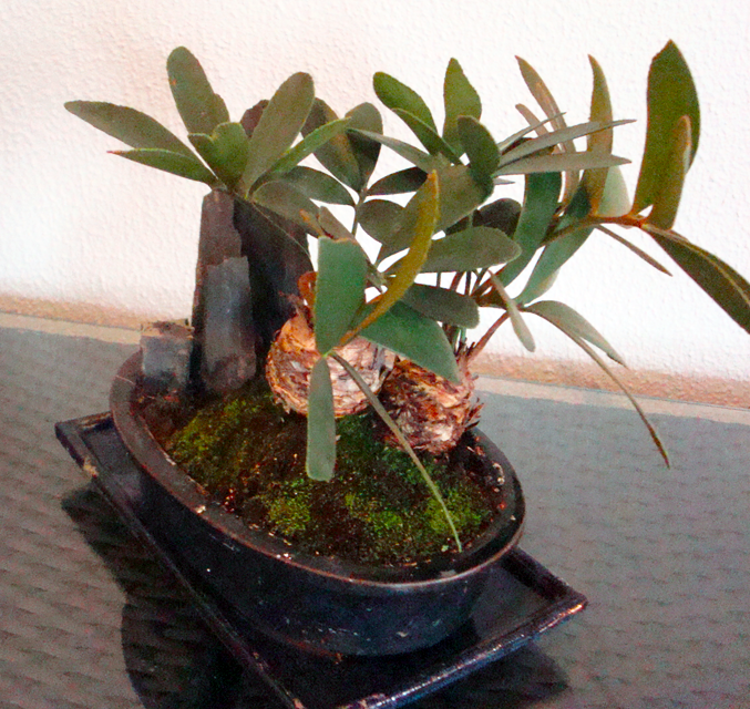 Bonsai_4d5bf989cacd6