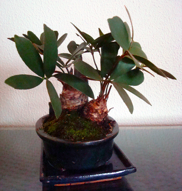 Bonsai_4d5bfc4b0d239