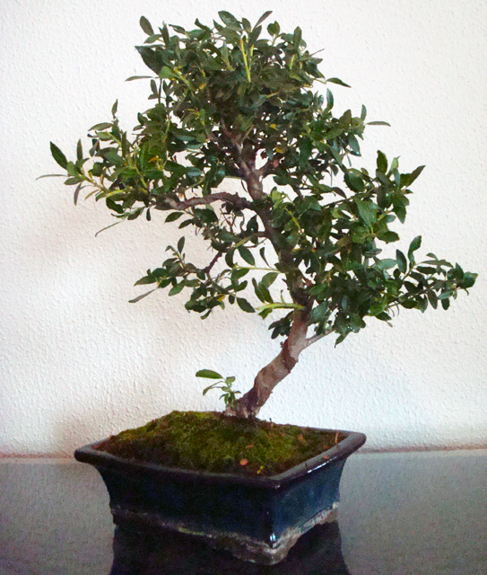Bonsai_4d5bfcbef28bc