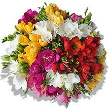 Fresias_4d91eba94a93f