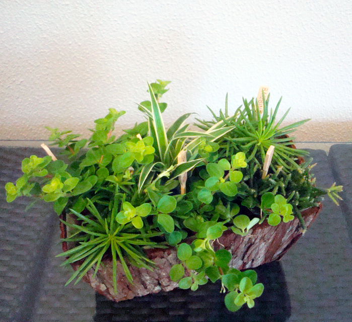 Planta_4d5bfda6039c6