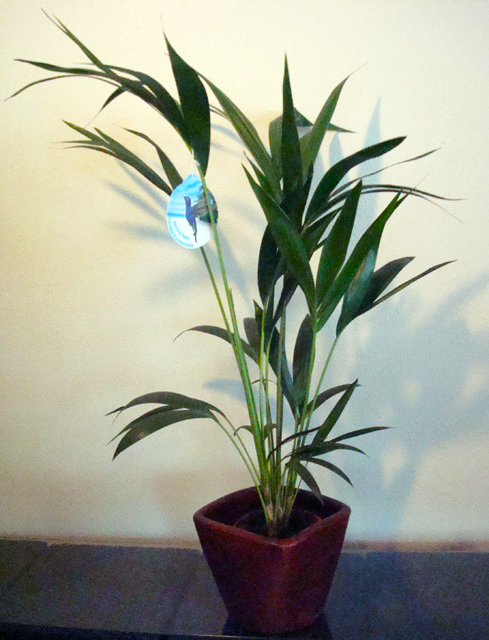 Planta_4d5bff8ba44fc