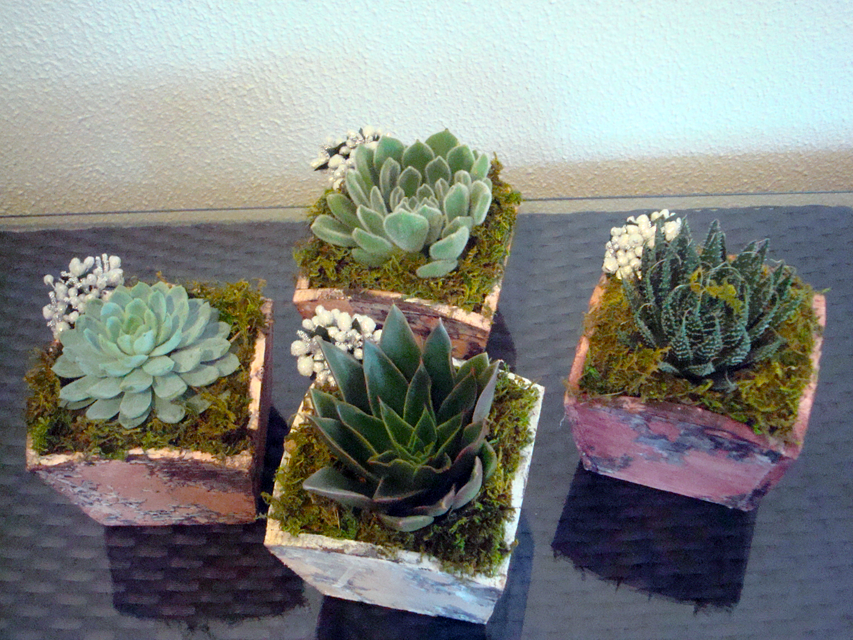 Planta_4d5c019223529