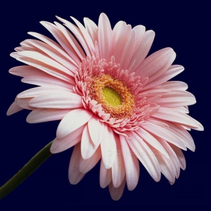 thumb_PinkGerbera